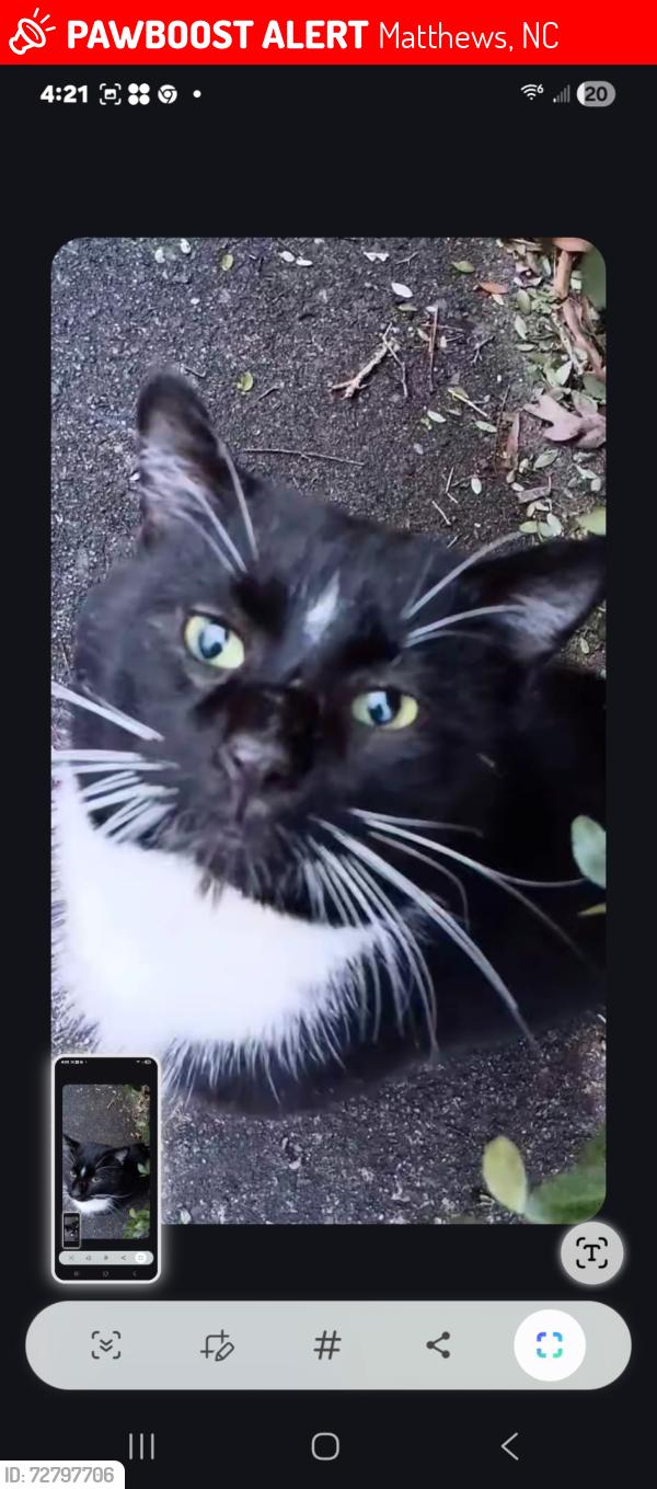 Lost Male Cat last seen Hallmark Drive, Matthews, NC 28105