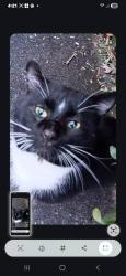 Lost Male Cat last seen Hallmark Drive, Matthews, NC 28105