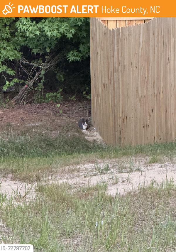 Found/Stray Unknown Cat last seen Philippi Presbyterian Church , Hoke County, NC 28376