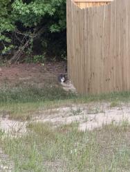 Found/Stray Unknown Cat last seen Philippi Presbyterian Church , Hoke County, NC 28376