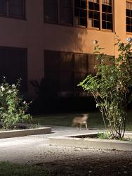 Found/Stray Male Dog last seen Eastern, Los Angeles, CA 90032