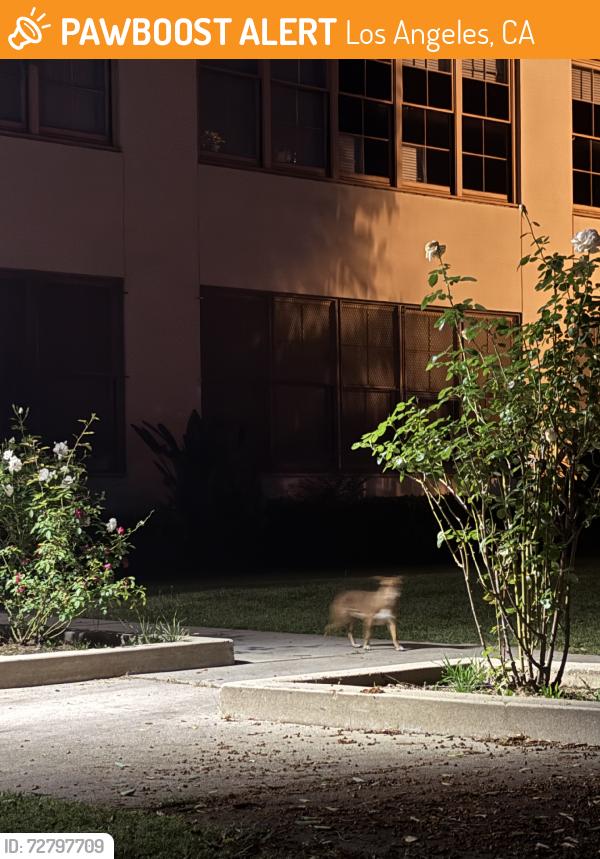 Found/Stray Male Dog last seen Eastern, Los Angeles, CA 90032