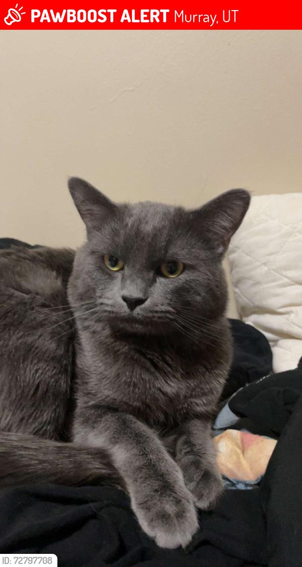 Lost Male Cat last seen Near S urban con cove , Murray, UT 84107