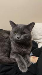Lost Male Cat last seen Near S urban con cove , Murray, UT 84107