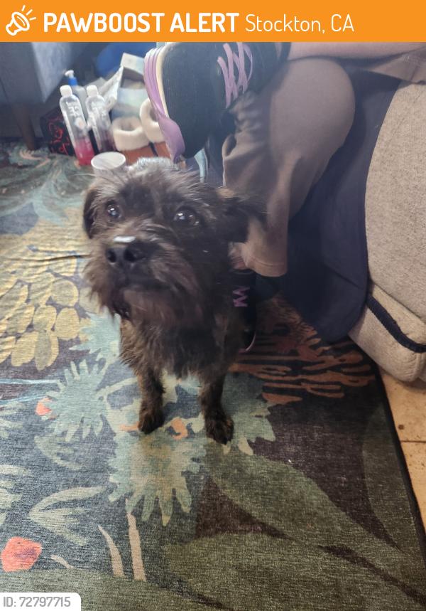 Found/Stray Male Dog last seen McAllen Rd & Newton Rd, Stockton, CA 95212