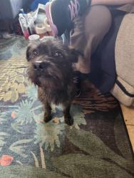 Found/Stray Male Dog last seen McAllen Rd & Newton Rd, Stockton, CA 95212
