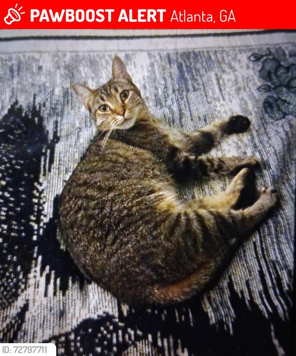 Lost Female Cat last seen Morningside Drive and Highland Ave, Atlanta, GA 30306