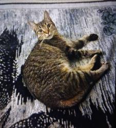 Lost Female Cat last seen Morningside Drive and Highland Ave, Atlanta, GA 30306