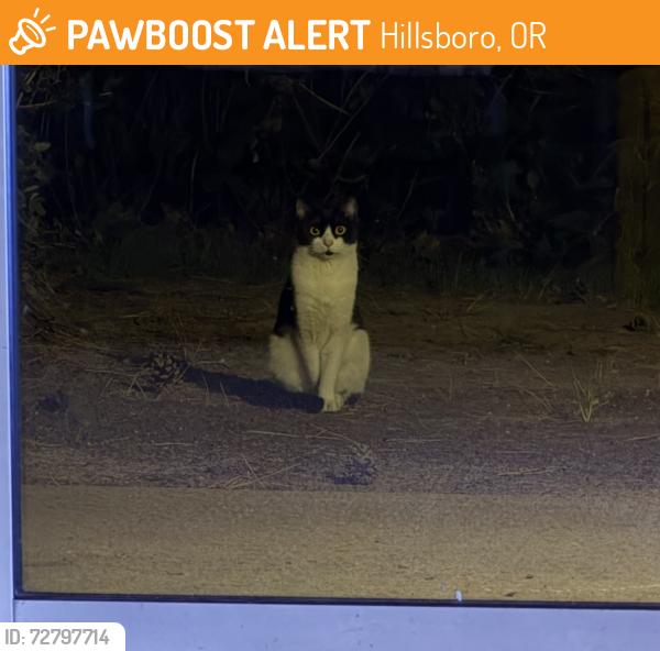 Found/Stray Unknown Cat last seen John Olsen Ave, Hillsboro, OR 97124