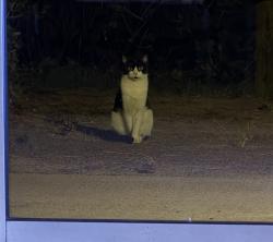 Found/Stray Unknown Cat last seen John Olsen Ave, Hillsboro, OR 97124