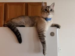 Lost Male Cat last seen Woodbury park, 28th Ave S, Wheatland Dr S, Fargo, ND 58103