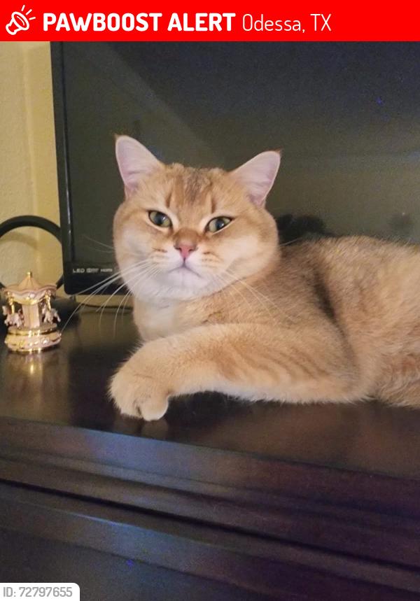 Lost Male Cat last seen Spotted fawn with eagle gray, west Odessa , Odessa, TX 79763