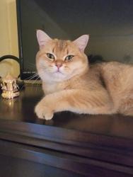 Lost Male Cat last seen Spotted fawn with eagle gray, west Odessa , Odessa, TX 79763