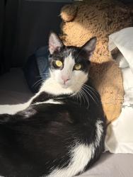 Lost Male Cat last seen Buena vista and Maynard Dr , Duarte, CA 91010