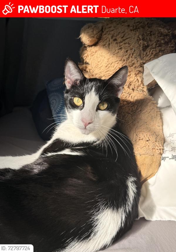 Lost Male Cat last seen Buena vista and Maynard Dr , Duarte, CA 91010