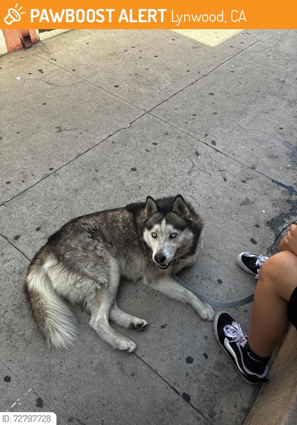 Found/Stray Male Dog last seen California/Tenaya, Lynwood, CA 90262