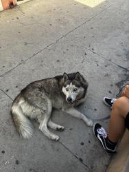 Found/Stray Male Dog last seen California/Tenaya, Lynwood, CA 90262