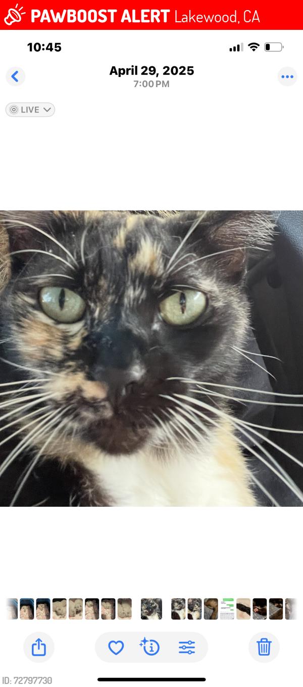 Lost Female Cat last seen Centralia and Claretta, Lakewood, CA 90715
