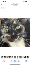 Lost Female Cat last seen Centralia and Claretta, Lakewood, CA 90715