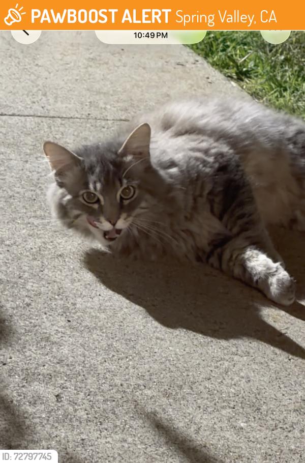 Found/Stray Unknown Cat last seen Spring Valley 91977, Spring Valley, CA 91977