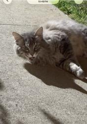 Found/Stray Unknown Cat last seen Spring Valley 91977, Spring Valley, CA 91977
