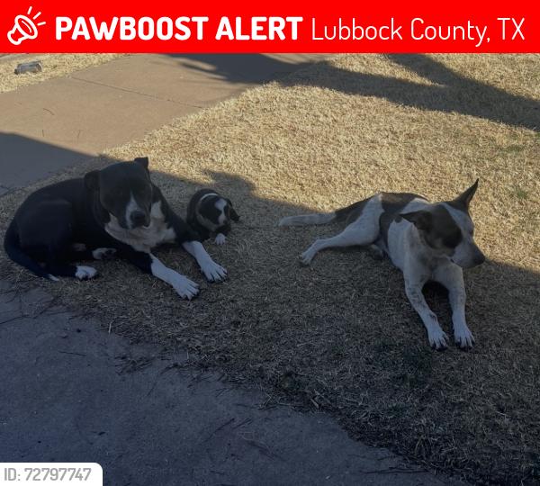 Lost Male Dog last seen Slaton Highway near Stripes, Lubbock County, TX 79404