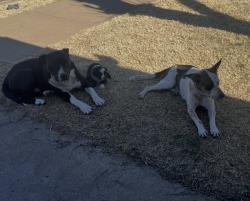 Lost Male Dog last seen Slaton Highway near Stripes, Lubbock County, TX 79404
