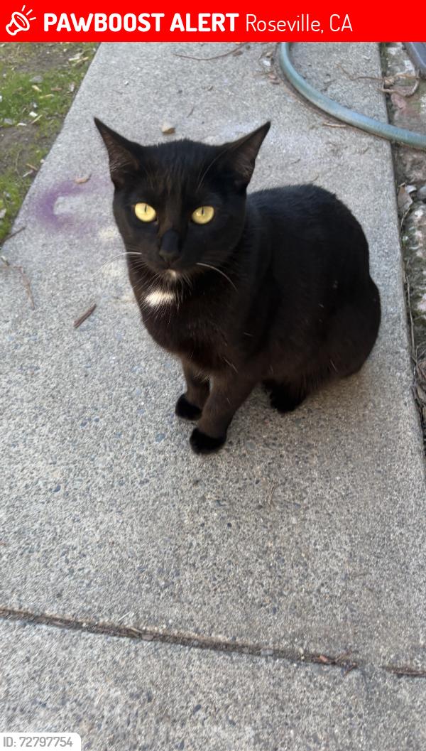 Lost Female Cat last seen Cirby Way, Roseville, CA 95661