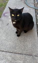 Lost Female Cat last seen Cirby Way, Roseville, CA 95661