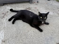 Lost Female Cat last seen Oakmont highschool , Roseville, CA 95661
