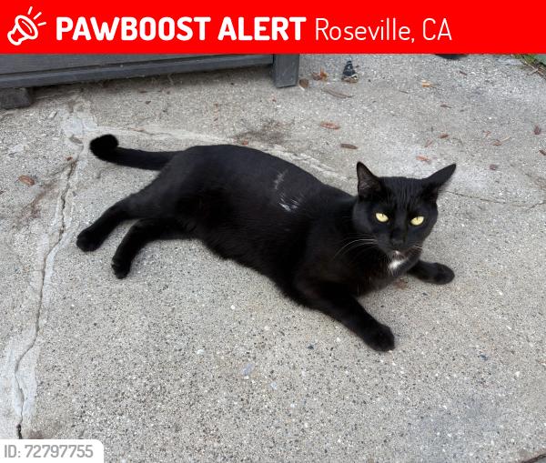 Lost Female Cat last seen Oakmont highschool , Roseville, CA 95661