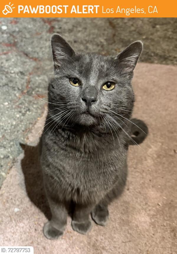 Found/Stray Male Cat last seen Hollywood Police Station, Los Angeles, CA 90028