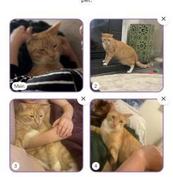 Lost Male Cat last seen SW Churchill, willamette, Boone’s ferry elem., fox chase, Wilsonville, OR 97070