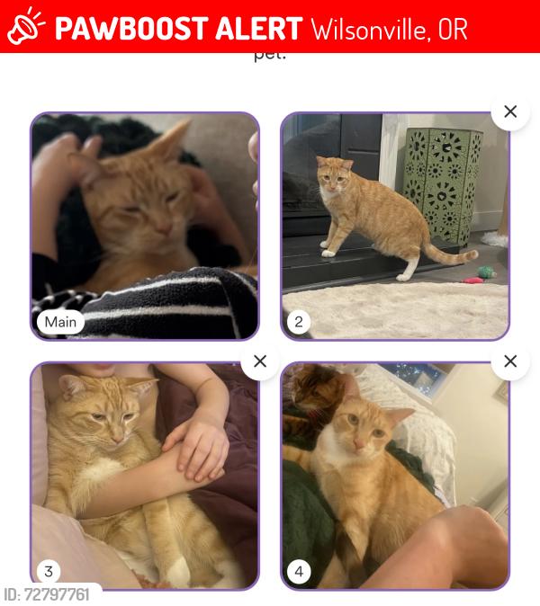 Lost Male Cat last seen SW Churchill, willamette, Boone’s ferry elem., fox chase, Wilsonville, OR 97070
