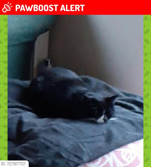 Lost Female Cat last seen Sk178rg, Great Hucklow, England SK17 8RG