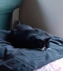 Lost Female Cat last seen Sk178rg , Great Hucklow, England SK17 8RG