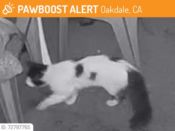 Found/Stray Unknown Cat last seen North 4th Ave, Oakdale, CA 95361