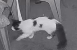 Found/Stray Unknown Cat last seen North 4th Ave, Oakdale, CA 95361