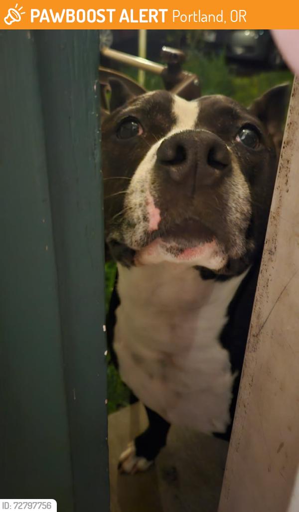 Found/Stray Unknown Dog last seen Mill Park Elementary School, Portland, OR 97216