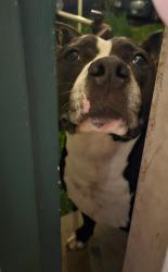 Found/Stray Unknown Dog last seen Mill Park Elementary School, Portland, OR 97216