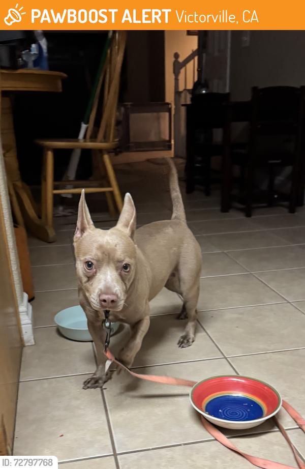 Found/Stray Female Dog last seen LaPaz/7th St Victorville,CA, Victorville, CA 92395