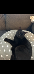 Lost Male Cat last seen Haywards Crawley , West Sussex, England RH10