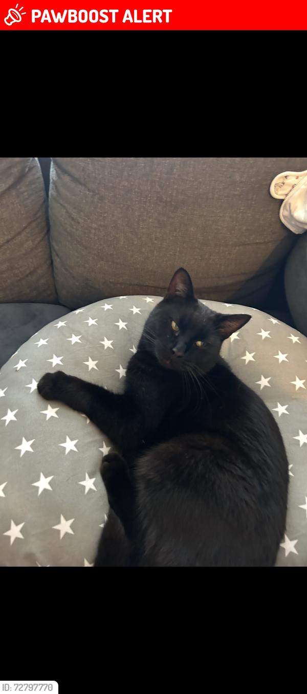 Lost Male Cat last seen Haywards Crawley , West Sussex, England RH10