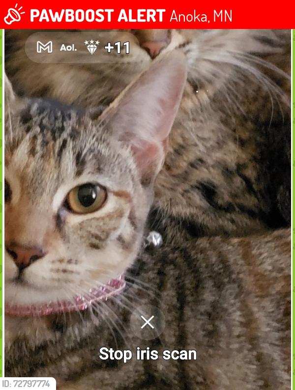 Lost Female Cat last seen Near adams street, Anoka, MN 55303