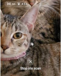 Lost Female Cat last seen Near adams street, Anoka, MN 55303
