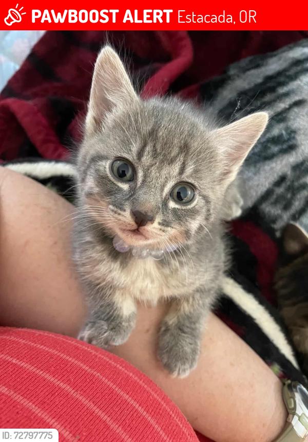 Lost Female Cat last seen Red fox motel, Estacada, OR 97023