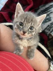 Lost Female Cat last seen Red fox motel, Estacada, OR 97023