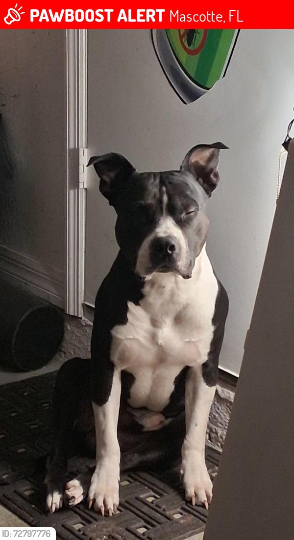 Lost Male Dog last seen Maacotte fl, Mascotte, FL 34753