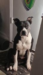 Lost Male Dog last seen Maacotte fl , Mascotte, FL 34753