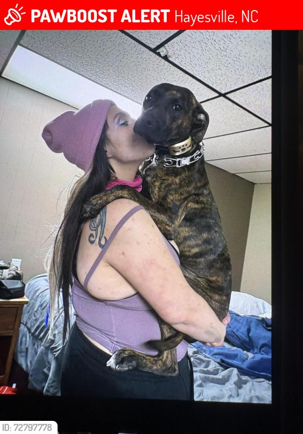 Lost Female Dog last seen Tusquittee creek rd , Hayesville, NC 28904